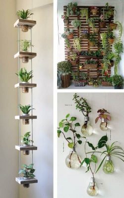 Plant wall display