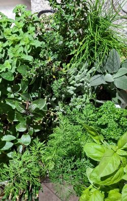 Kitchen counter Herb garden