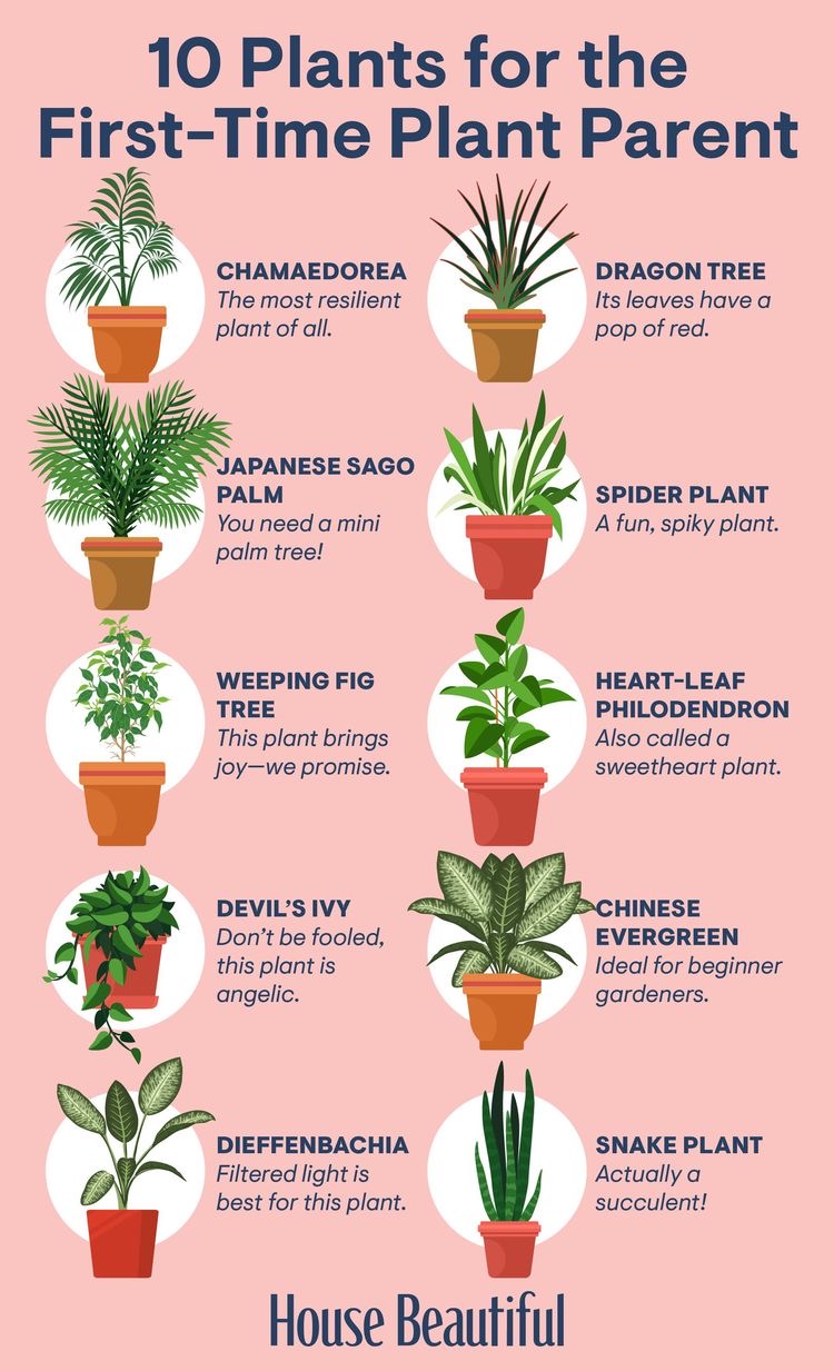 Plant Addict