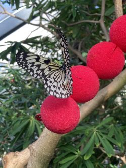 Butterfly Garden/ Greenhouse