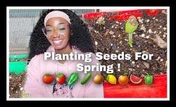 Beginner Gardening (Starting Seeds)