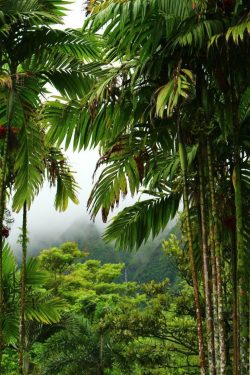 Jungle Rainforest