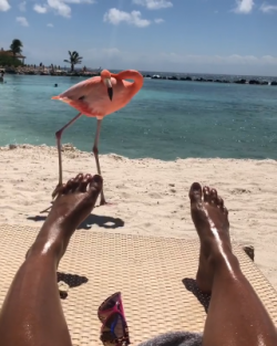 Beautifully Tanned, and checkout the Flamingos