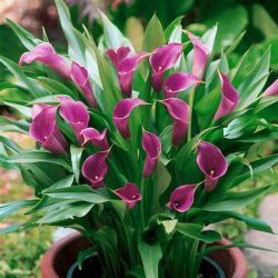 Purple Calla Lilies
