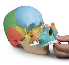 Replica Osteopathic Human Skull